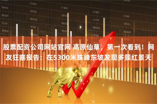 股票配资公司网站官网 高原仙草，第一次看到！网友狂喜报告：在5300米珠峰东坡发现多簇红景天